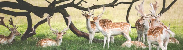Deer Quotes