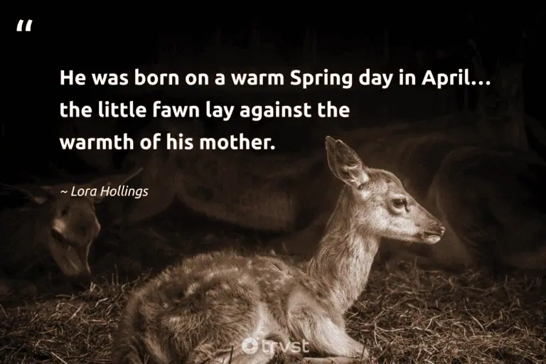 35 Deer Quotes About The Graceful Mammals with Antlers