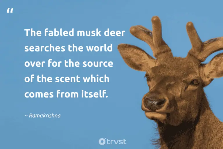35 Deer Quotes About The Graceful Mammals with Antlers