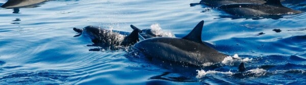 Dolphin Quotes