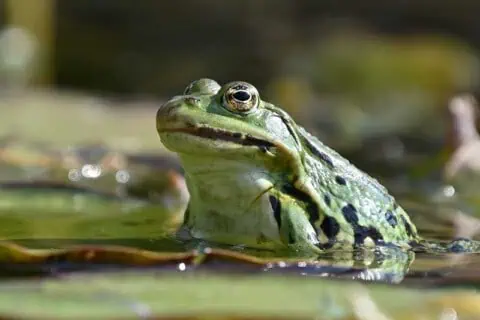 27 Frog Quotes about the Diverse Amphibians