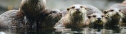Otter Quotes