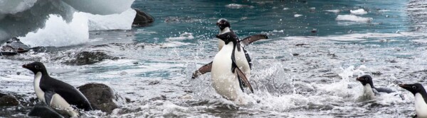 Penguin Quotes
