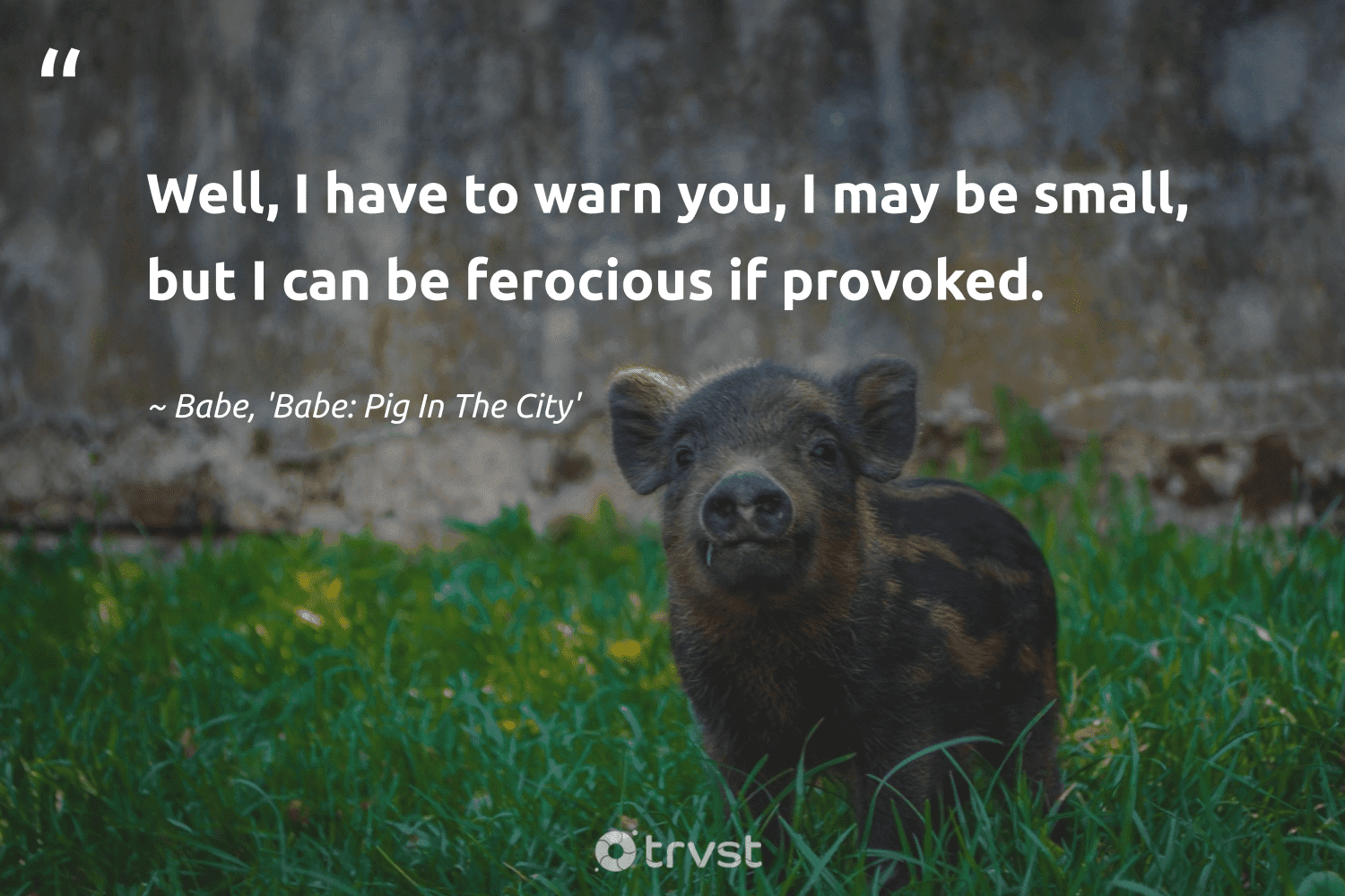 25 Pig Quotes to Adore the Lovable Swine