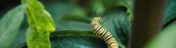 Caterpillar Quotes