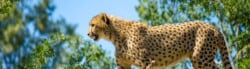 Cheetah Facts