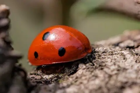 17 Cute Bugs for New-Found Creepy-Crawly Appreciation