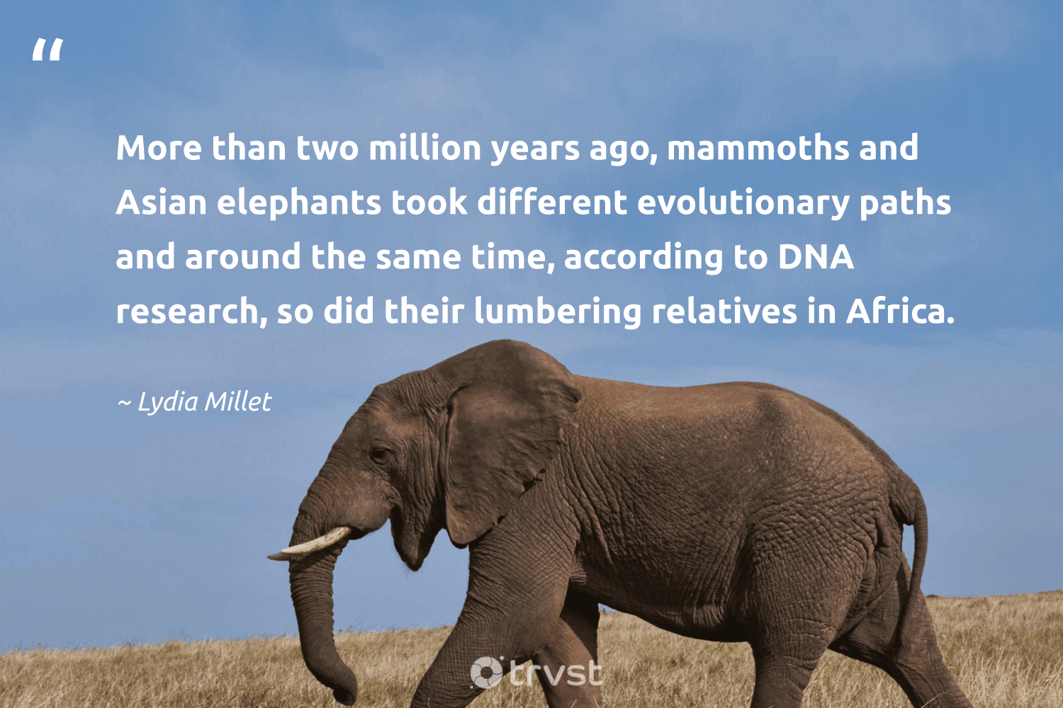 "More than two million years ago, mammoths and Asian elephants took different evolutionary paths and around the same time, according to DNA research, so did their lumbering relatives in Africa." -Lydia Millet #trvst #quotes #ecoconscious #impact #elephant 
