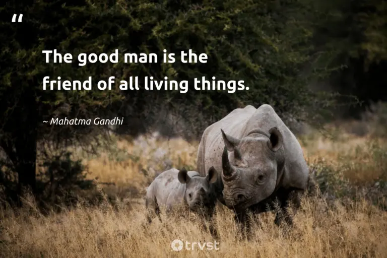"The good man is the friend of all living things." -Mahatma Gandhi #trvst #quotes #ecoconscious #takeaction #environment #earth 