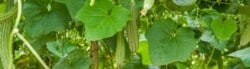 How to grow loofah plants