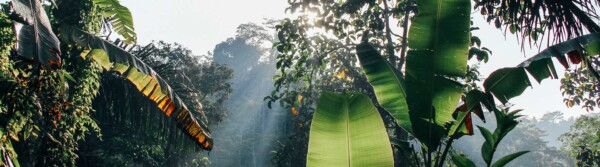 Jungle Quotes