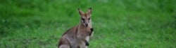 Kangaroo Facts