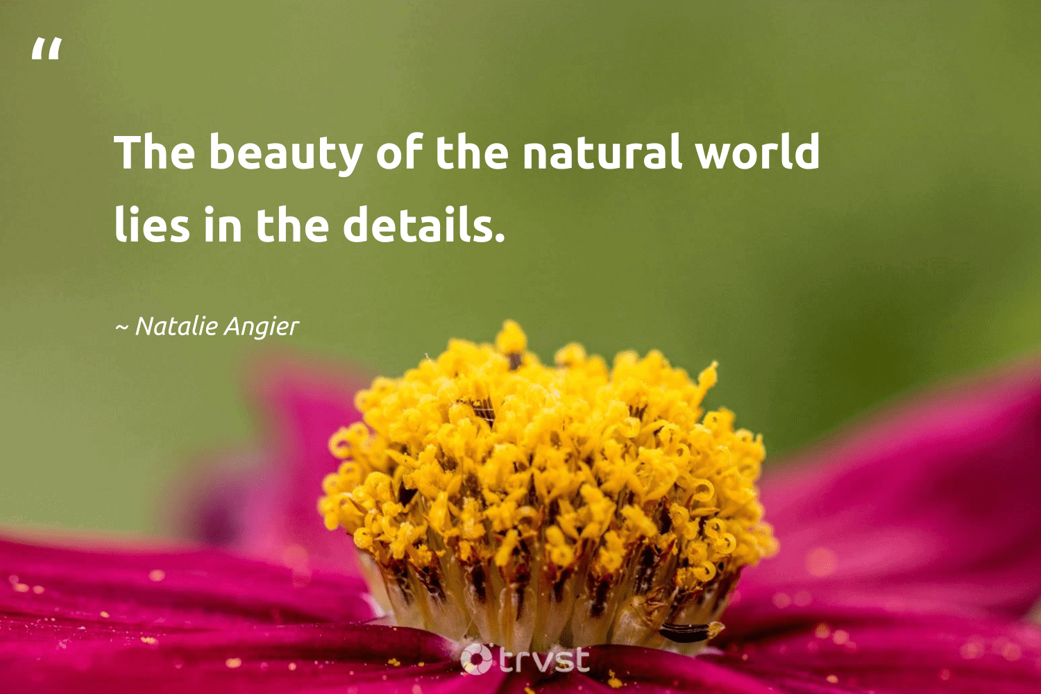 80 Nature Quotes and Sayings to Protect Our Natural Environment