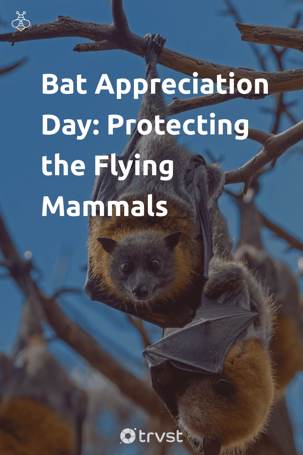Pinterest Image for Bat Appreciation Day: Protecting the Flying Mammals