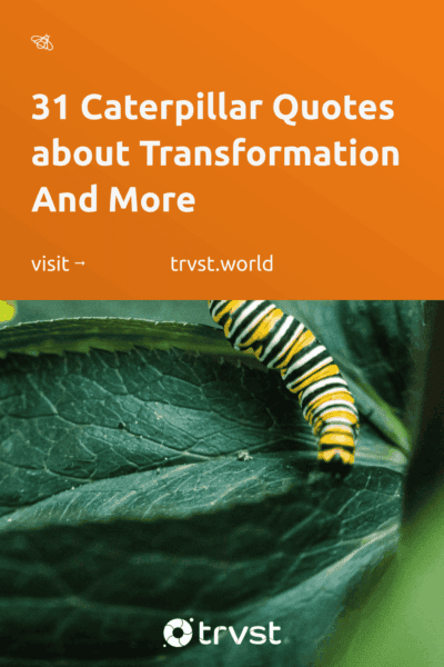 Pinterest Image for 31 Caterpillar Quotes about Transformation And More