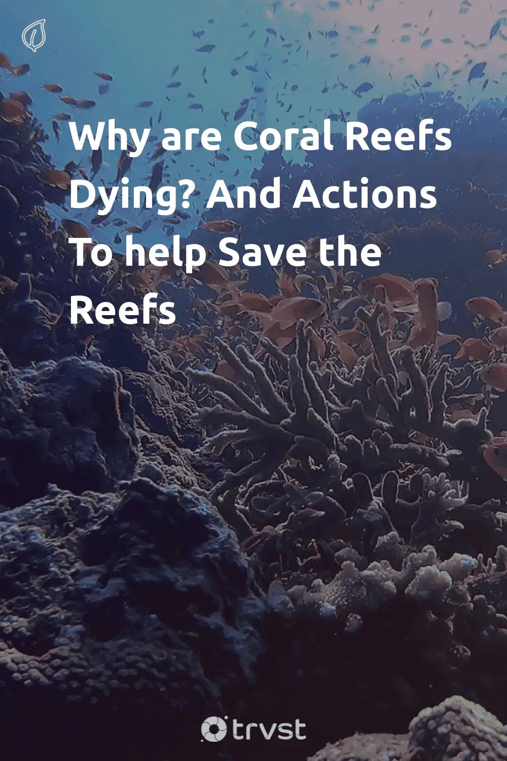 Pinterest Image for Why are Coral Reefs Dying? And Actions To help Save the Reefs