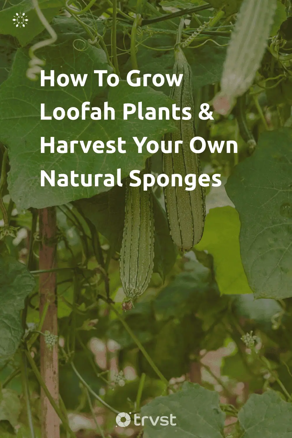 Pinterest Image for How To Grow Loofah Plants & Harvest Your Own Natural Sponges