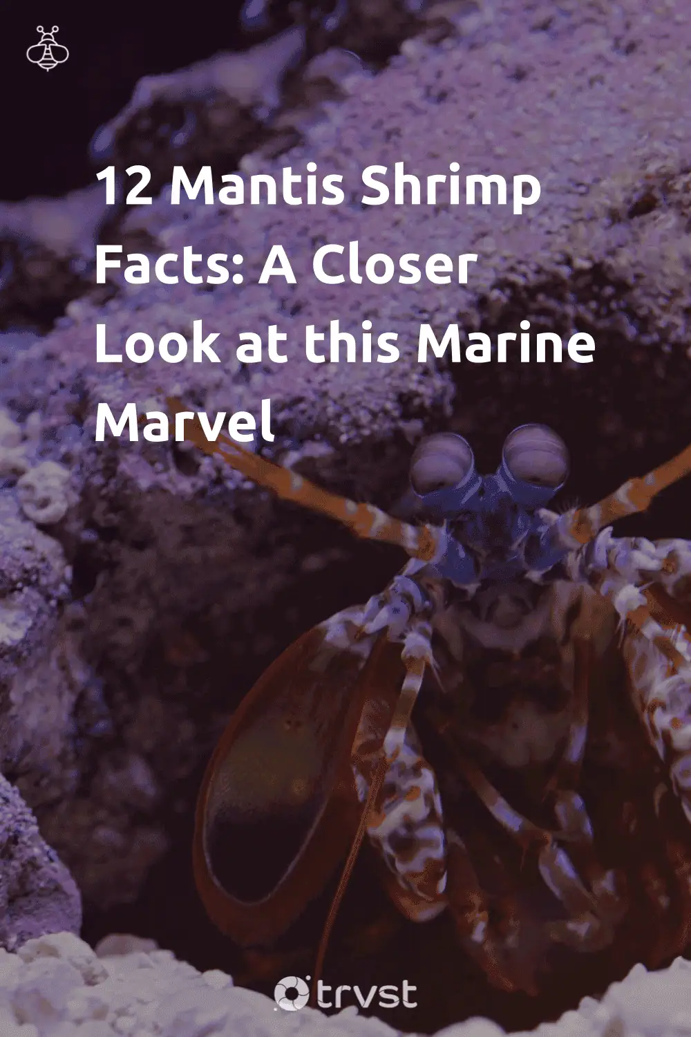Pinterest Image for 12 Mantis Shrimp Facts: A Closer Look at this Marine Marvel