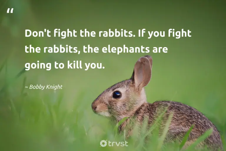 "Don't fight the rabbits. If you fight the rabbits, the elephants are going to kill you." -Bobby Knight #trvst #quotes #thinkgreen #impact #rabbit #bunny 