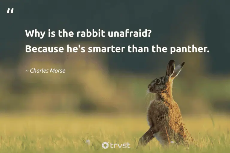 "Why is the rabbit unafraid? Because he's smarter than the panther." -Charles Morse #trvst #quotes #beinspired #ecoconscious #bunny #rabbit 