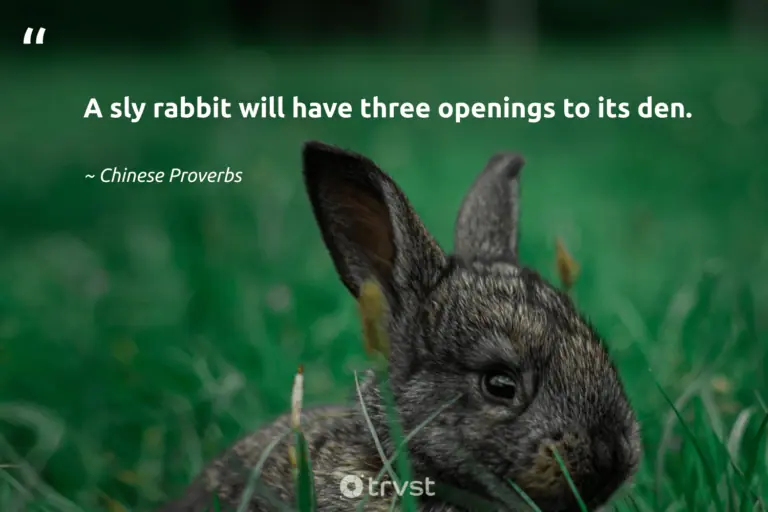"A sly rabbit will have three openings to its den." -Chinese Proverbs #trvst #quotes #bethechange #changetheworld #rabbit #bunny 