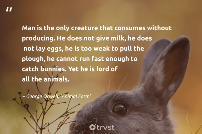"Man is the only creature that consumes without producing. He does not give milk, he does not lay eggs, he is too weak to pull the plough, he cannot run fast enough to catch bunnies. Yet he is lord of all the animals." -George Orwell, 'Animal Farm' #trvst #quotes #socialimpact #beinspired #rabbit #bunny 