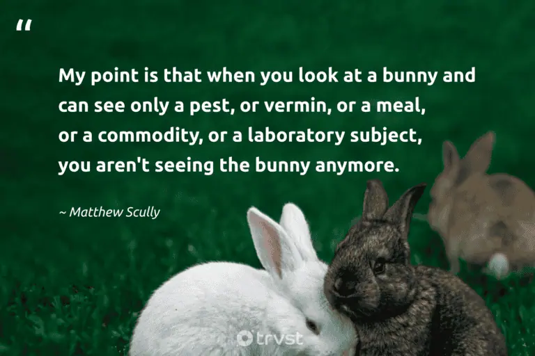 "My point is that when you look at a bunny and can see only a pest, or vermin, or a meal, or a commodity, or a laboratory subject, you aren't seeing the bunny anymore." -Matthew Scully #trvst #quotes #gogreen #impact #rabbit #bunny 