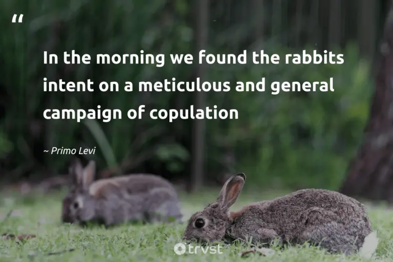 "In the morning we found the rabbits intent on a meticulous and general campaign of copulation" -Primo Levi #trvst #quotes #impact #bethechange #rabbit #bunny 