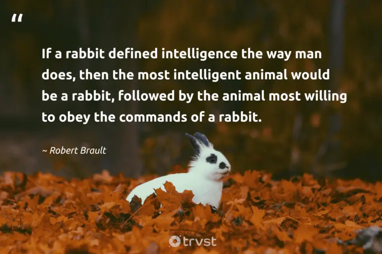"If a rabbit defined intelligence the way man does, then the most intelligent animal would be a rabbit, followed by the animal most willing to obey the commands of a rabbit." -Robert Brault #trvst #quotes #changetheworld #socialimpact #bunny #animal #rabbit 