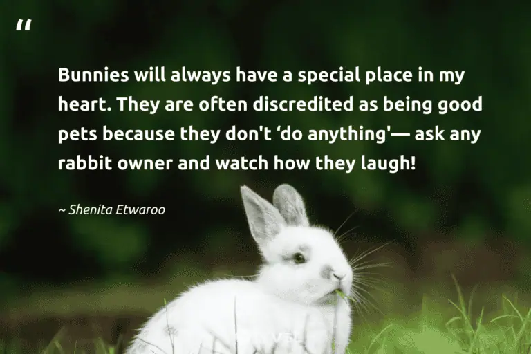 "Bunnies will always have a special place in my heart. They are often discredited as being good pets because they don't ‘do anything'—ask any rabbit owner and watch how they laugh!" -Shenita Etwaroo #trvst #quotes #bethechange #planetearthfirst #bunny #special #rabbit 