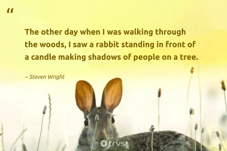 "The other day when I was walking through the woods, I saw a rabbit standing in front of a candle making shadows of people on a tree." -Steven Wright #trvst #quotes #planetearthfirst #socialimpact #bunny #woods #rabbit #people #tree 
