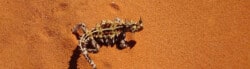 thorny devil facts