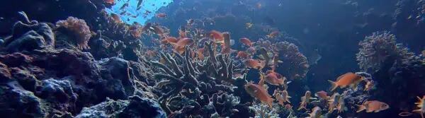 Why are coral reefs dying