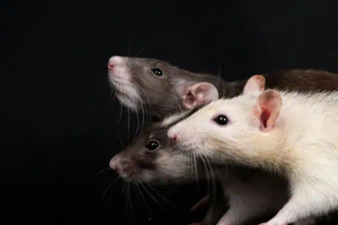 World Day for Animals in Laboratories: Beyond Animal Testing