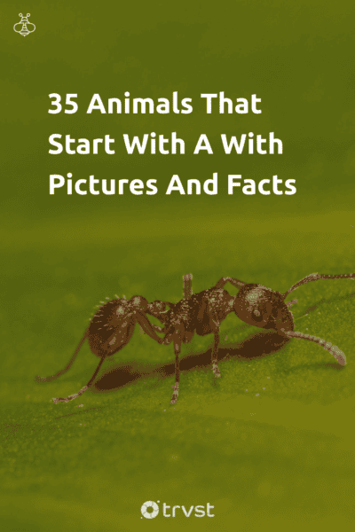 Pin Image Portrait 35 Animals That Start With A With Pictures And Facts