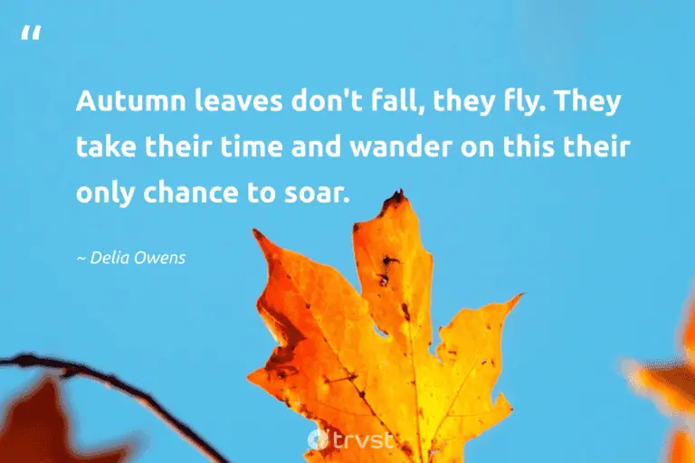 35 Inspiring Leaf Quotes to Get You Through The Seasons