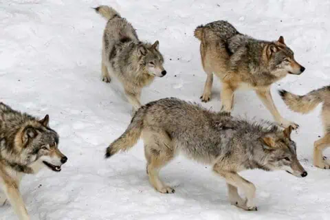 22 Wolf Facts Exploring the Wonderful World of Wolves