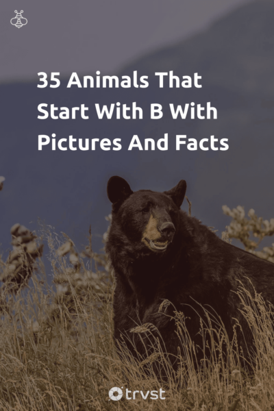 Pin Image Portrait 35 Animals That Start With B With Pictures And Facts