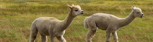 alpaca facts