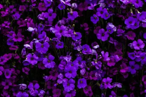 August - Awareness Months, Days & Observances