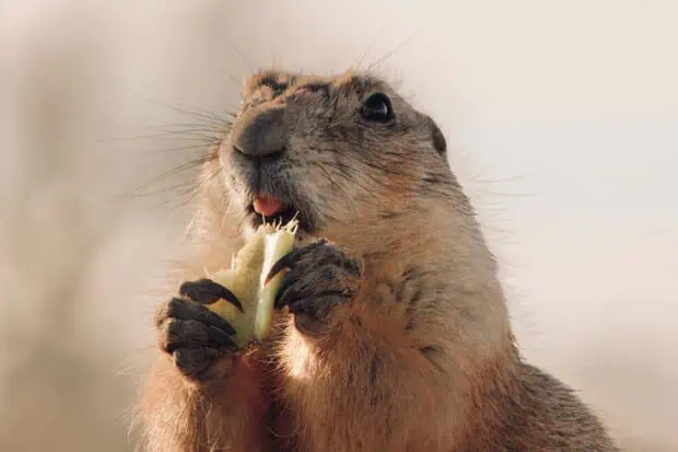 15 Beaver Facts About The Genius Engineers