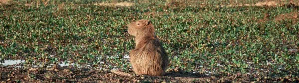 Capybara Facts