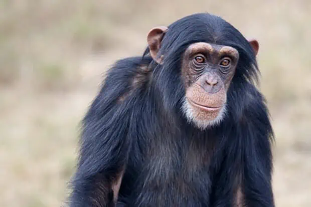 12 Chimpanzee Facts About Our Primate Relatives