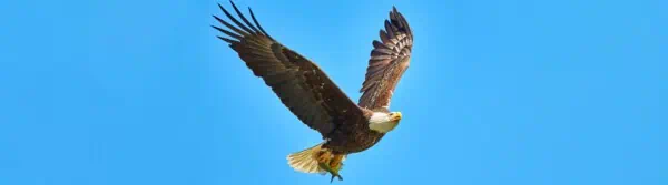 eagle facts