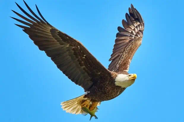 13 Eagle Facts About The Majestic Bird Of Prey