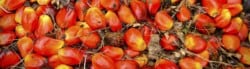 Environmental Impact Palm Oil Production
