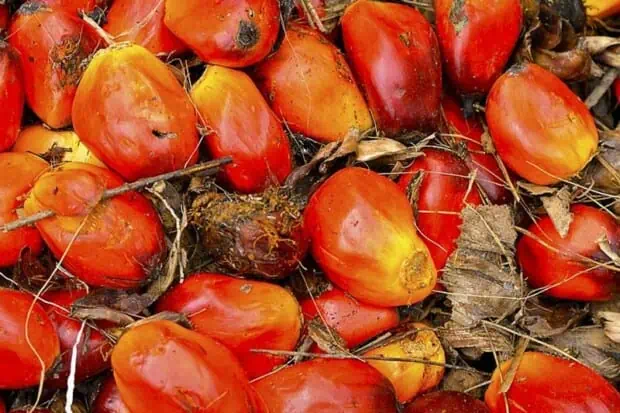 Environmental Impact of Palm Oil Production 