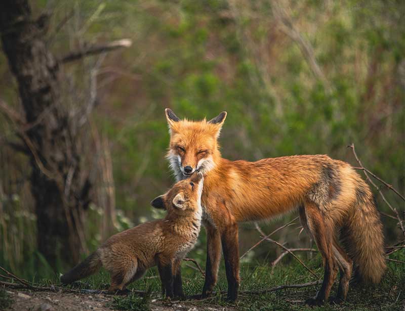 A fox and cub
