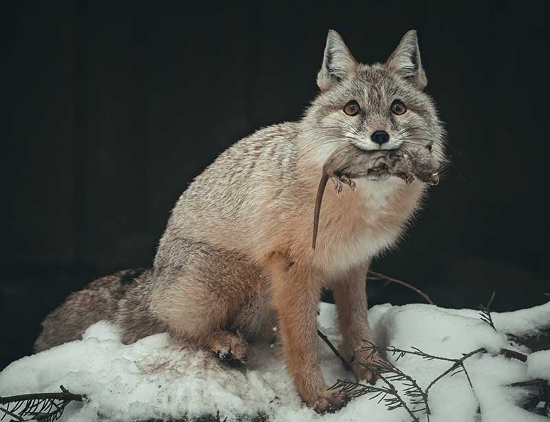 Grey fox with prey