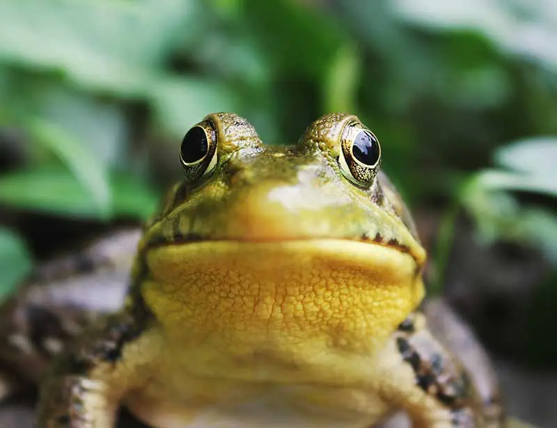 Frog with big eyes